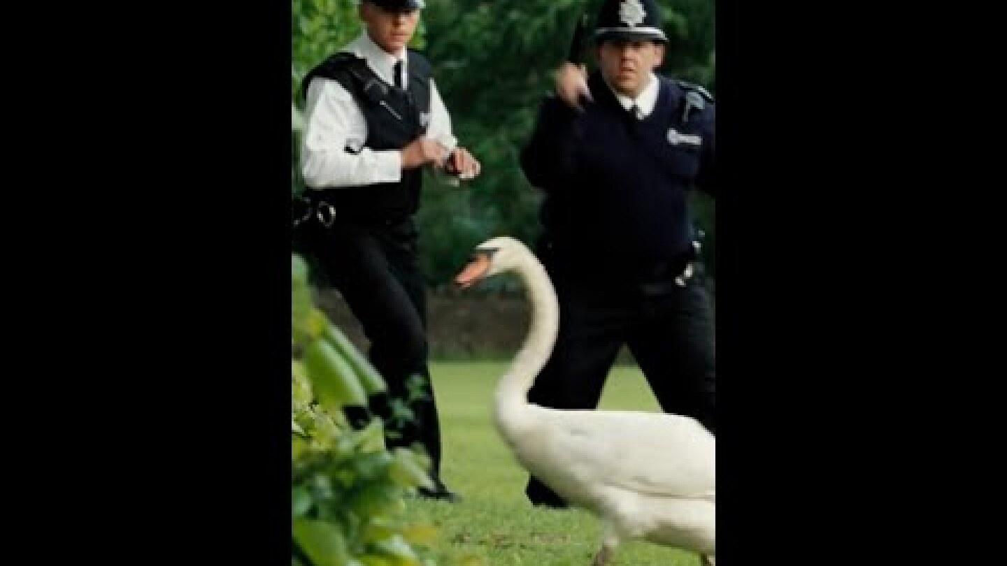 The Swan's Escaped | Hot Fuzz (2007) | Screen Bites #shorts
