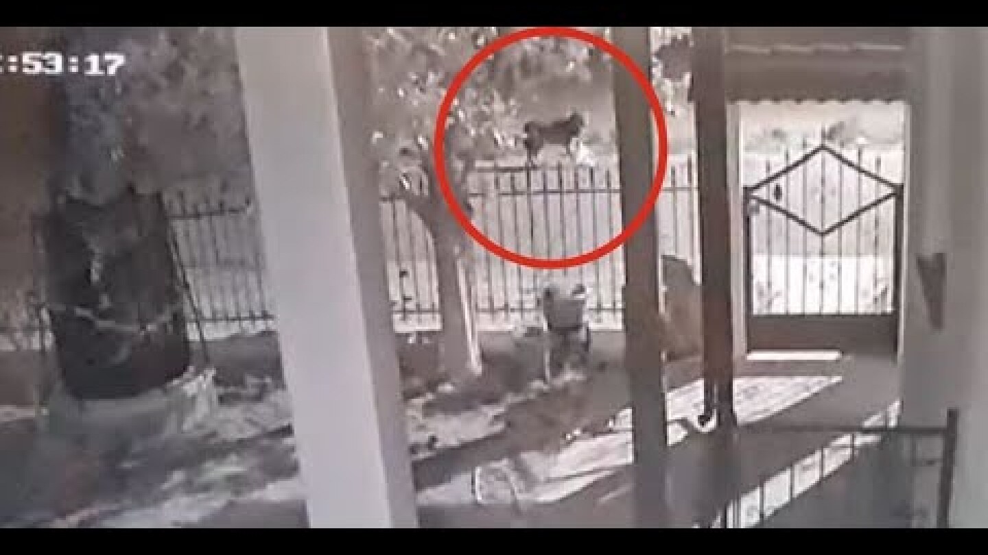 Νεοχώρι Ημαθίας: Απίστευτο βίντεο - Λύκοι πολιορκούν σπίτι στο χωριό!