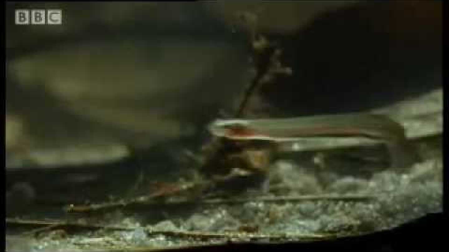 Horror story: Candiru: the Toothpick Fish - Weird Nature - BBC animals