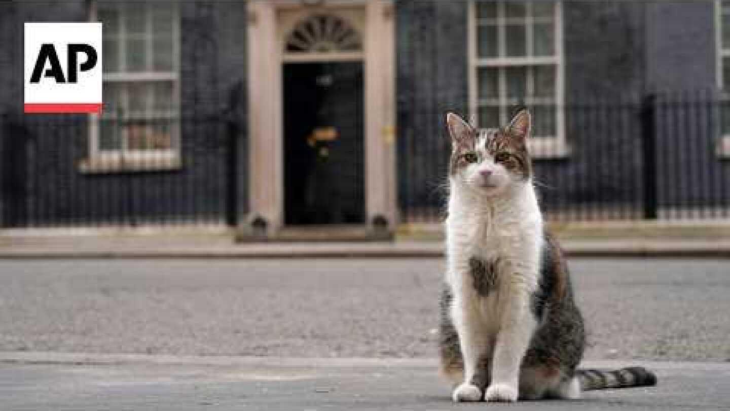 Larry the cat marks 15 years as Britain’s Chief Mouser