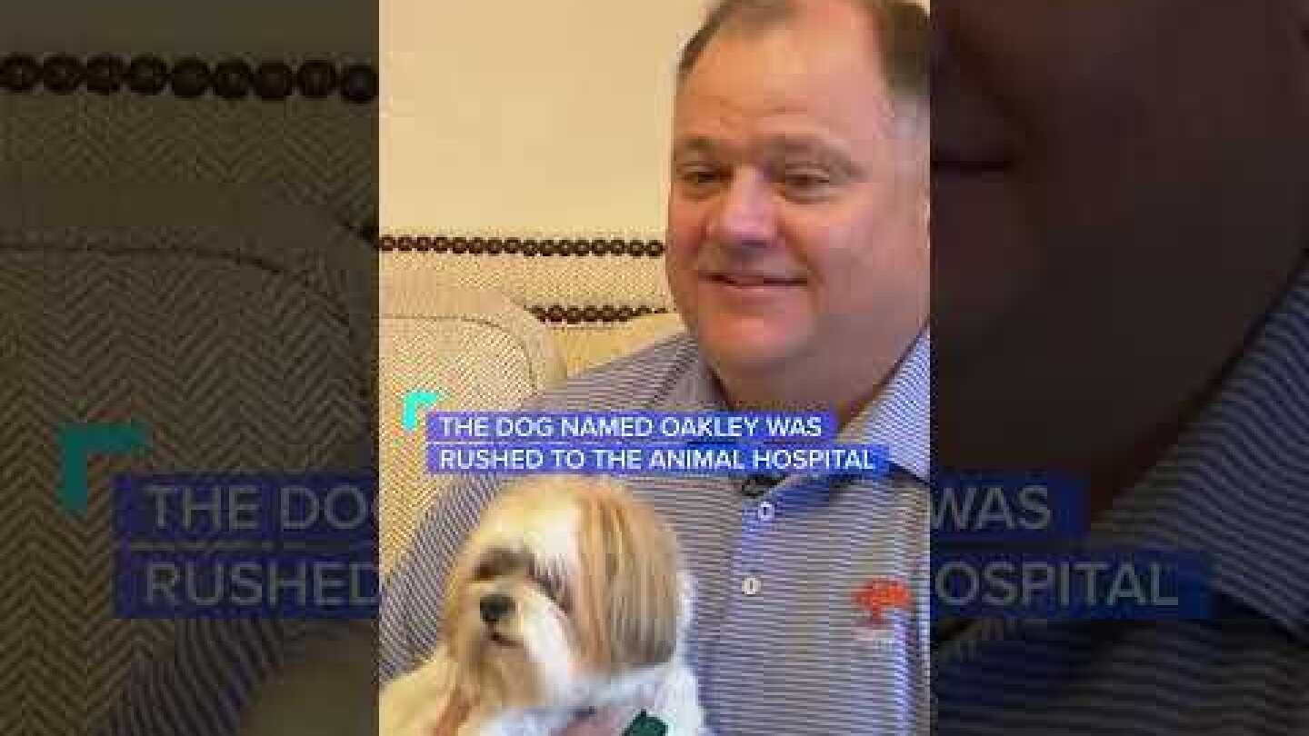 Watch: Cat saves dog from attacking coyotes