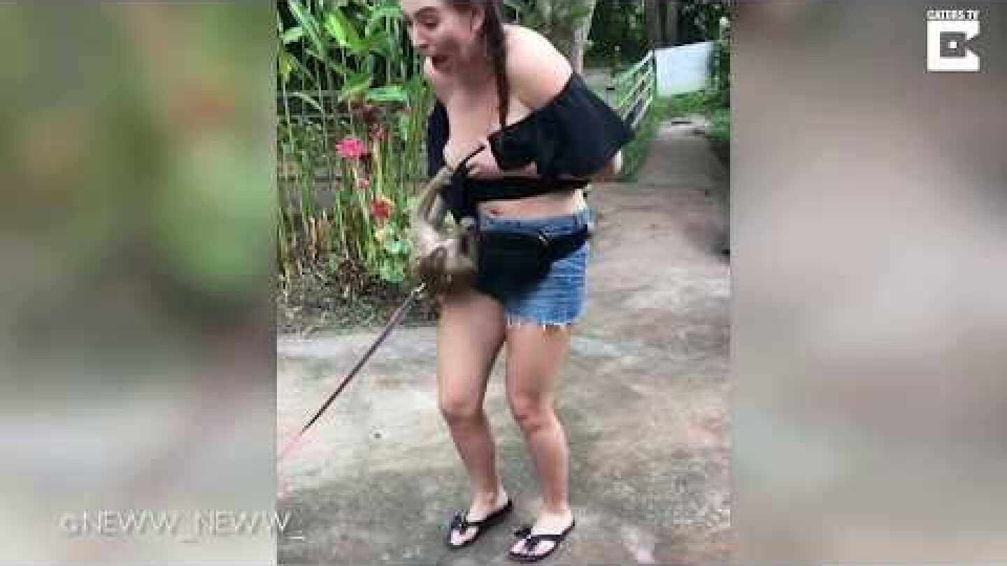 Cheeky Monkey Climbing On Tourist Pulls Down Her Top