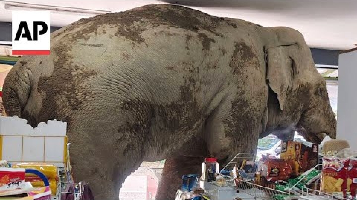 Wild elephant raids a grocery store in Thailand for snacks