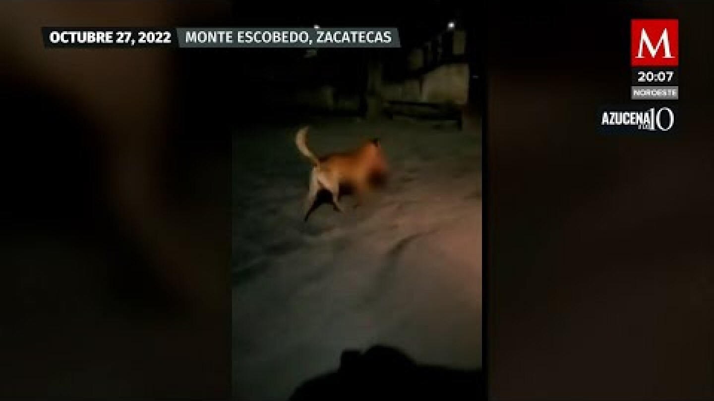 Un perro pasea por Zacatecas con una cabeza humana en el hocico