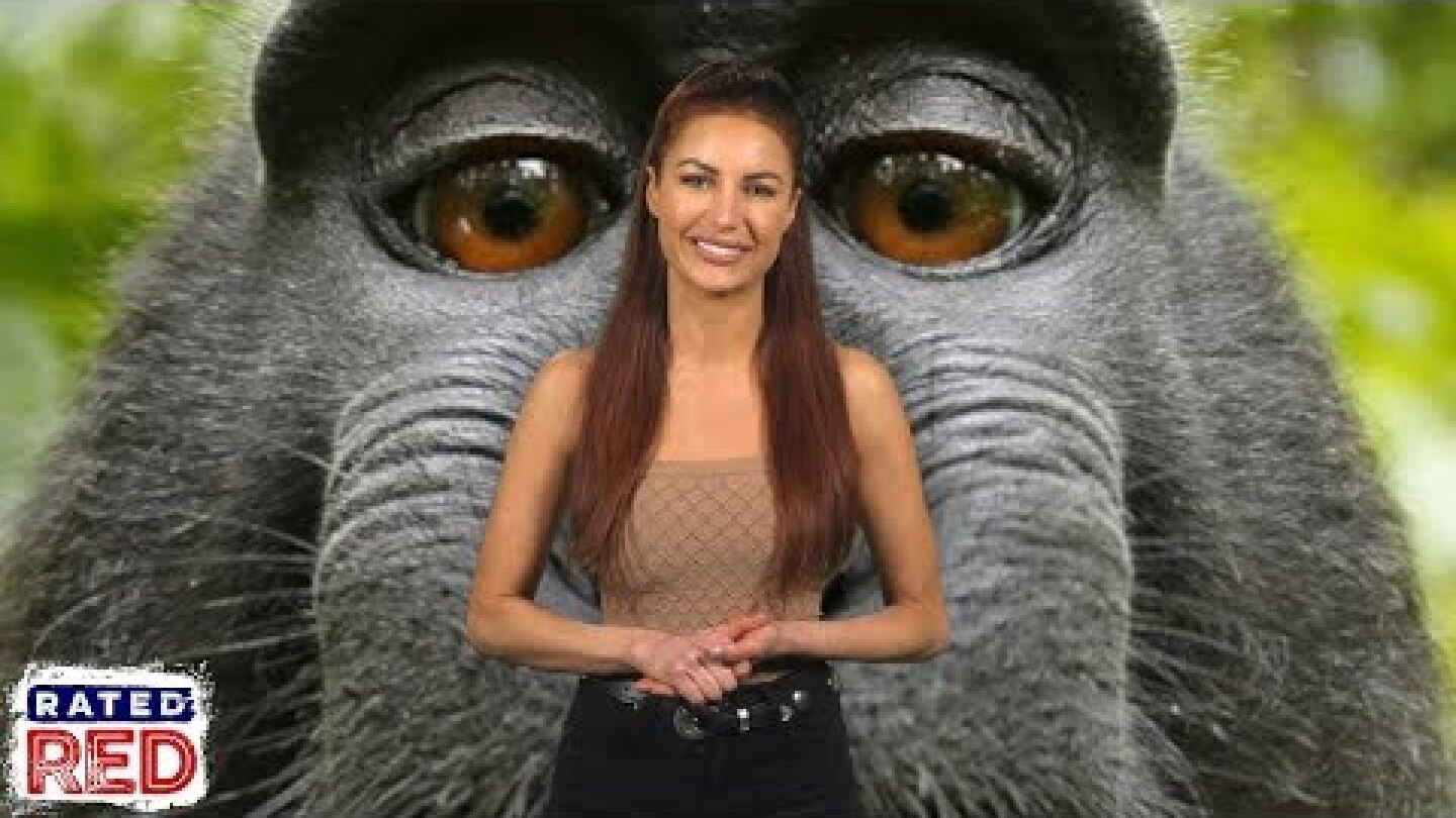 Court Rules PETA Was Wrong About Monkey’s Selfie