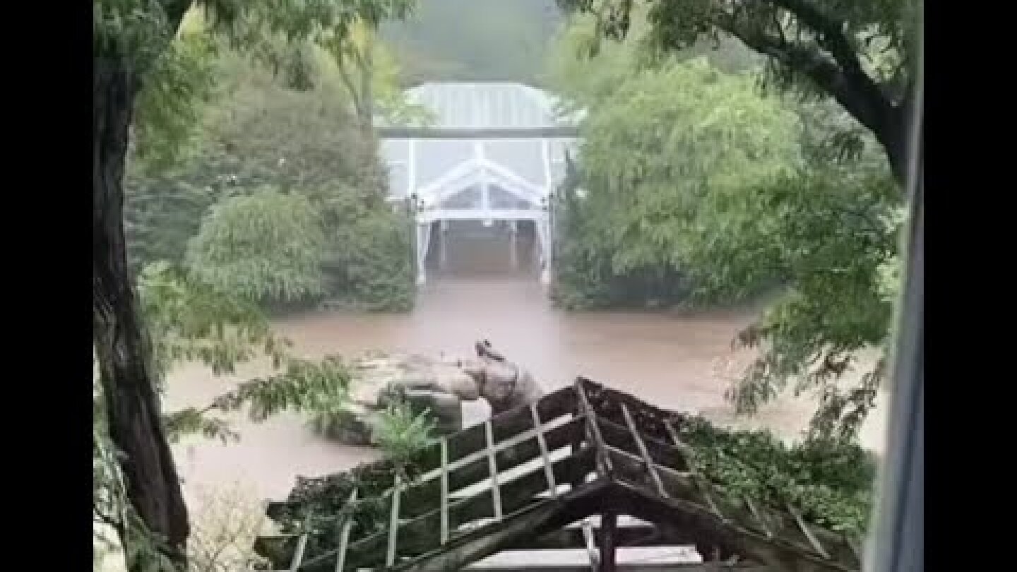 NY Sea Lion Zoo Exhibit Flood
