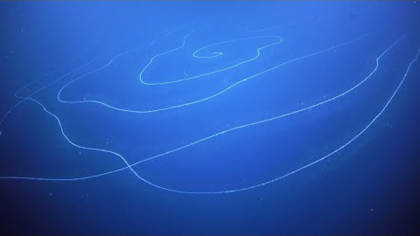 Snippet: Seemingly longest organism ever recorded, other deep-sea species discovered
