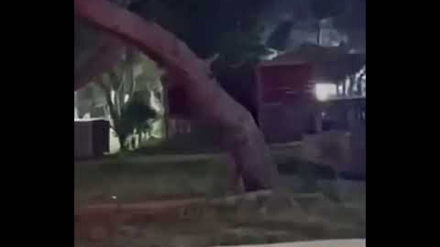 Λύκος στην πλατεία της Βαρυμπόμπης