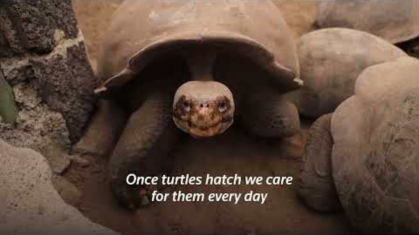 Ecuador releases dozens of turtles in conservation effort