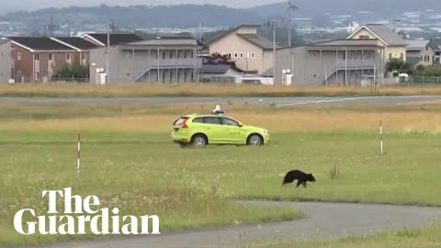 Bear on runway halts flights at Japanese airport
