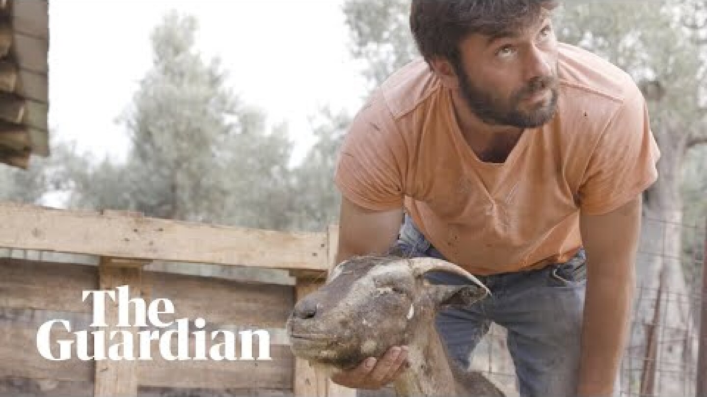 'My animals burned alive' in Greece's wildfires