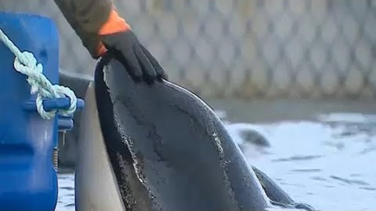 Ρωσία: Ελευθερώνονται οι «φυλακισμένες» φάλαινες
