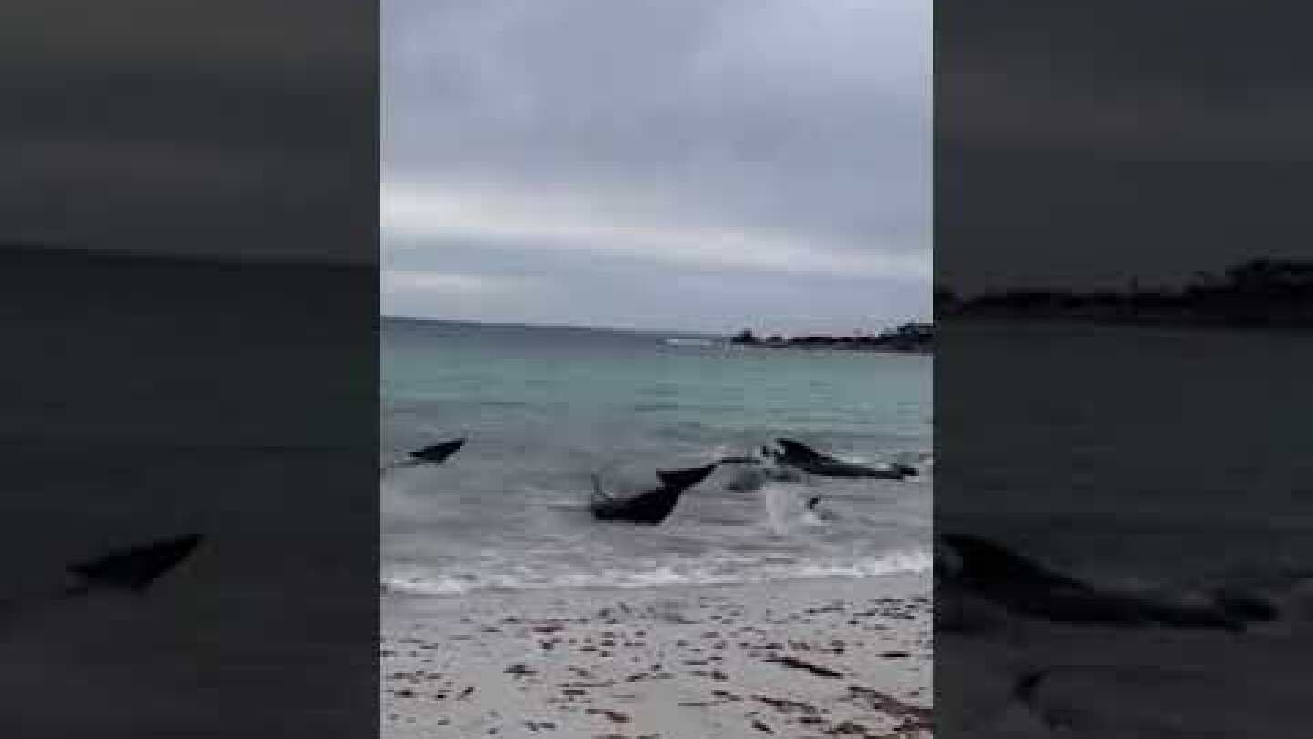 Dozens of #dolphins washed up on the coast of #Australia 25/07/23