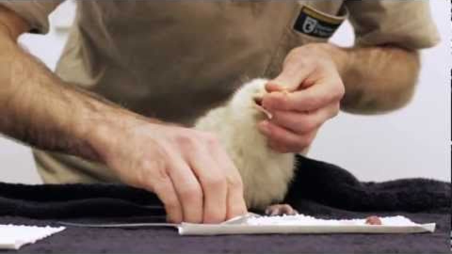 Manukura - the little white kiwi.