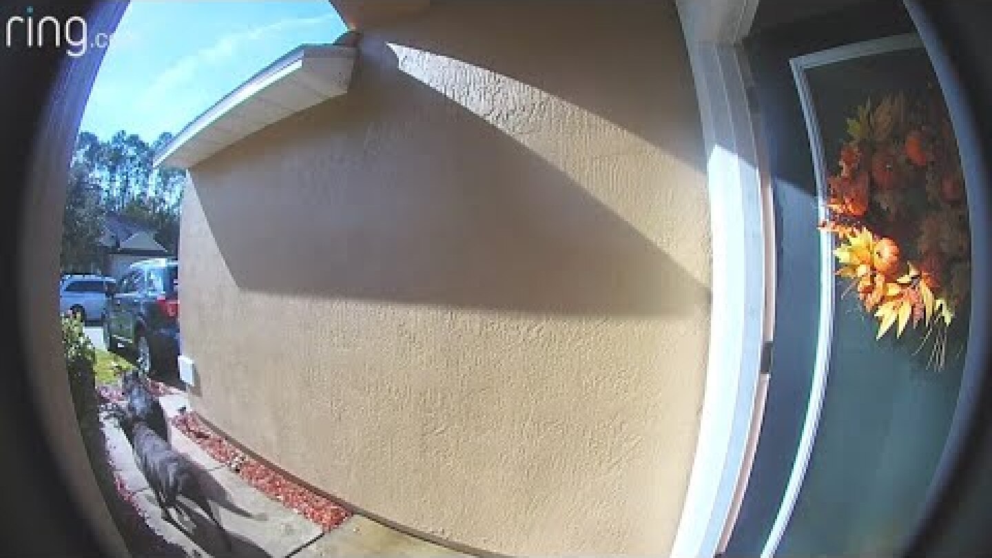 WATCH: Dogs fetch help for owner suffering stroke, saves her life