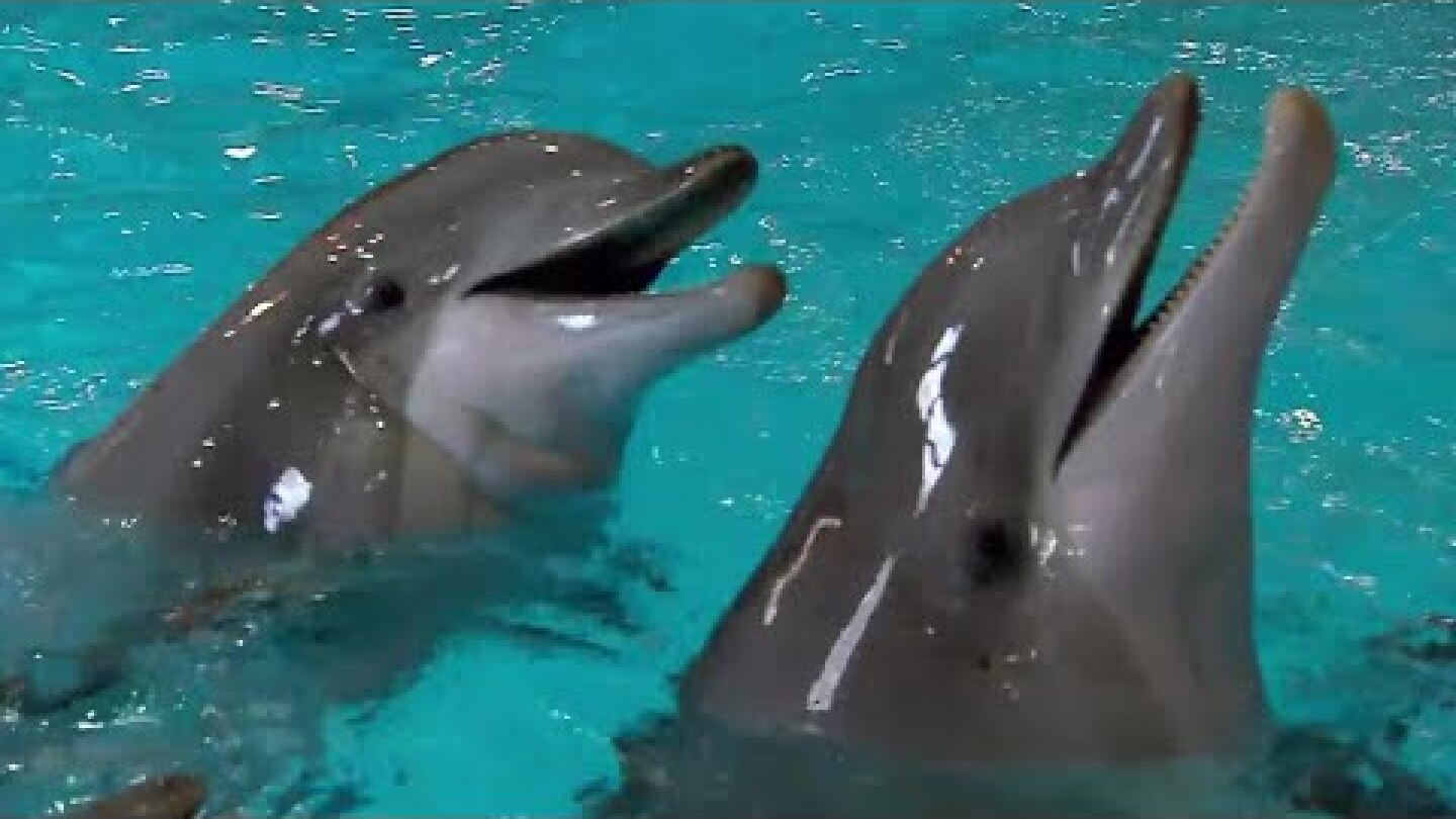 Dolphin Expresses Emotion Through Sound | Extraordinary Animals | BBC Earth