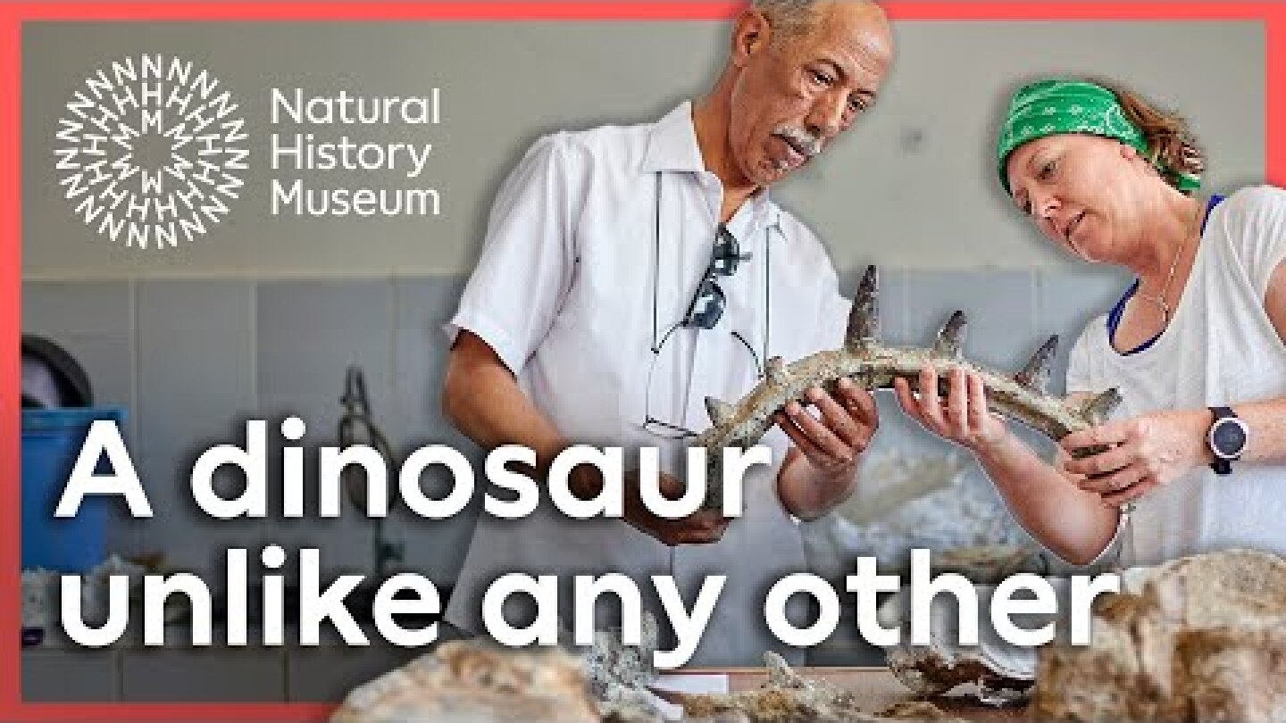 New dinosaur is unlike anything we've ever found | Unique armoured dinosaur discovered in Morocco