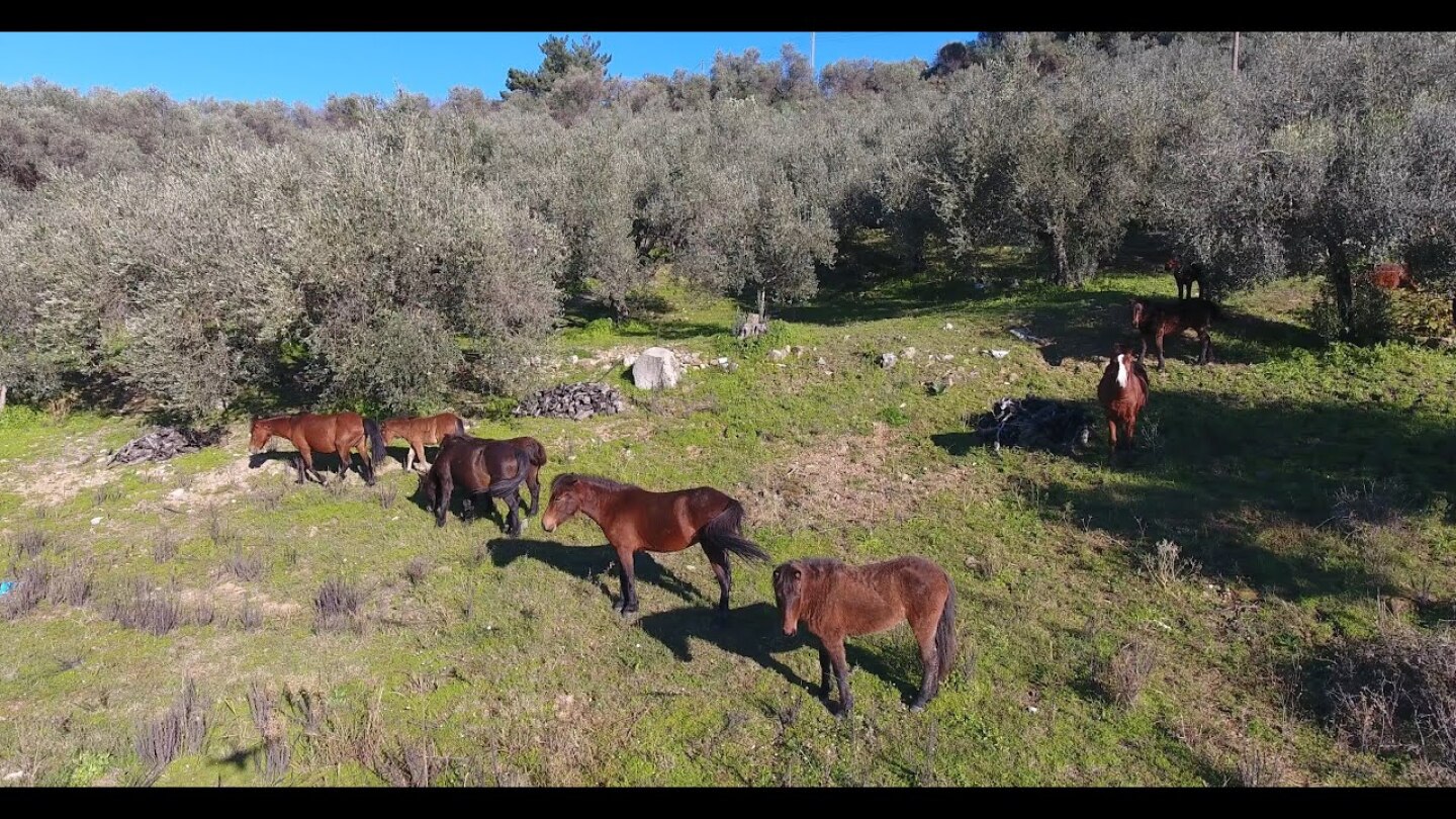 Άγρια Άλογα σε κατοικημένη περιοχή.