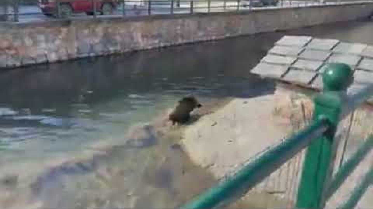 kozan.gr: Φλώρινα: Έκπληκτοι είδαν ένα αγριογούρουνο να διασχίζει τον ποταμό Σακουλέβα