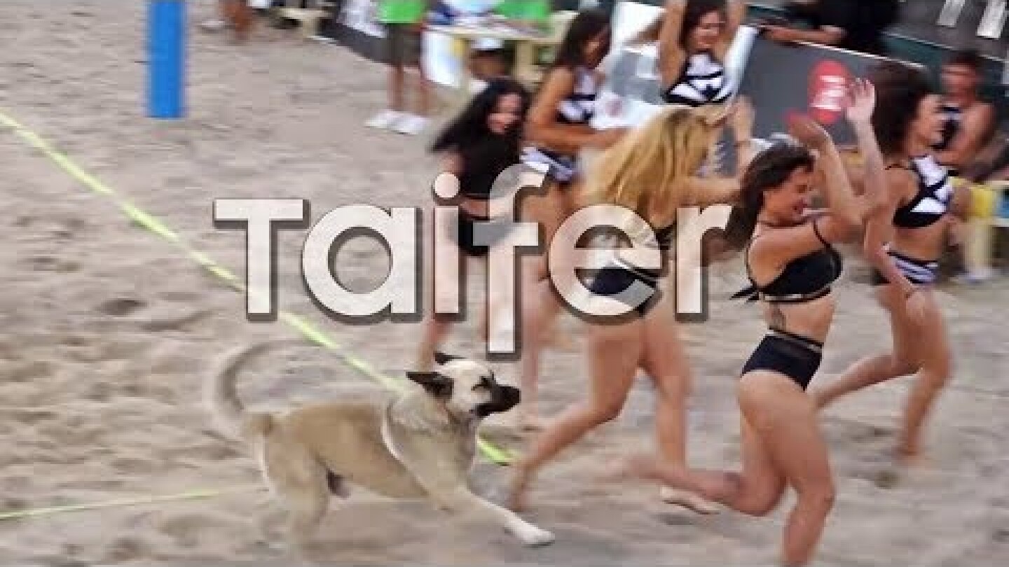 Σκύλος μπουκάρει στις μαζορέτες σε αγώνα βόλεϊ στη Θεσσαλονίκη | Dog crashes cheerleader show