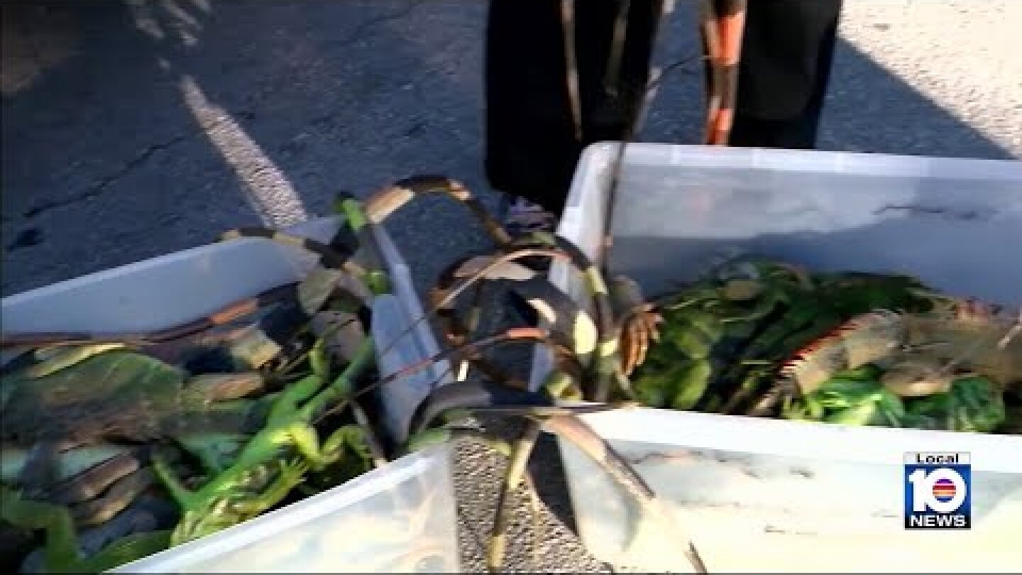 Cold snap sends iguanas tumbling from trees across South Florida