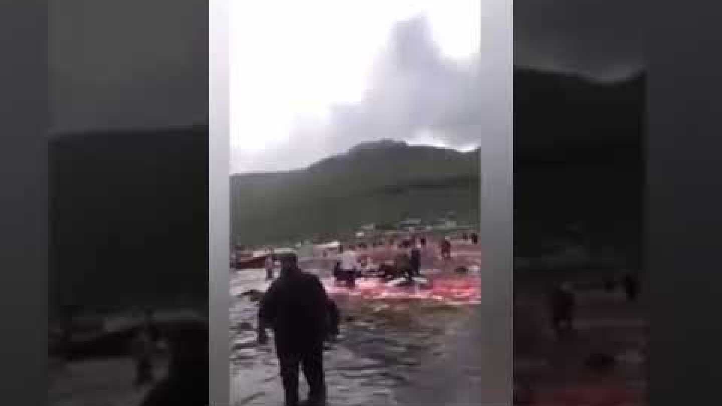 Horror scenes as 23 whales are butchered turning the sea red in Faroe Islands