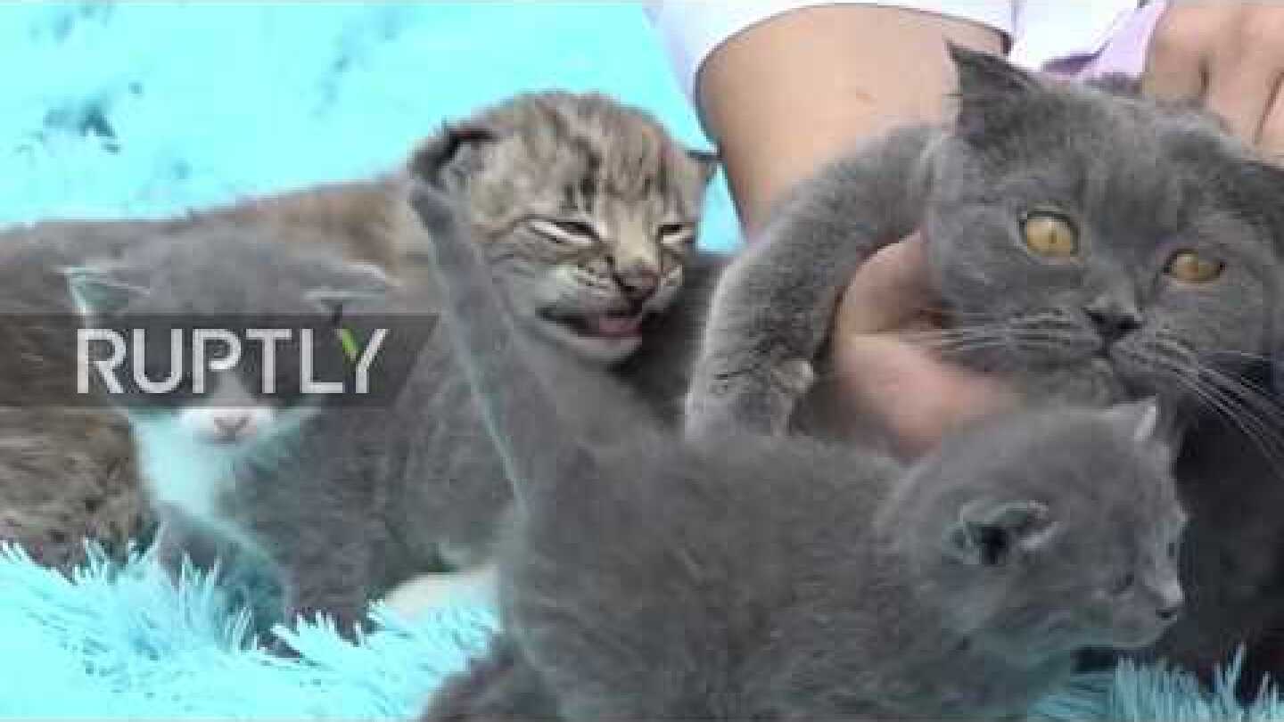 Help meow-t! Monica the cat adopts lynx cub at Chudesny Zoo