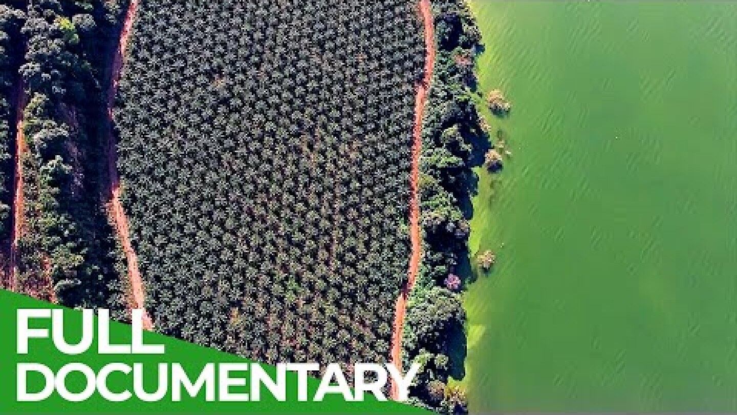 Lake Victoria - A Man-Made Ecological Disaster | Giving Nature A Voice | Free Documentary Nature
