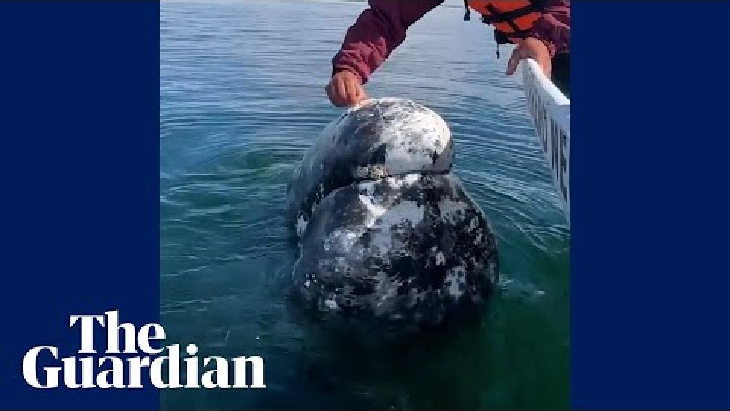 A grey whale approaches a whale-watching boat and has lice picked off it