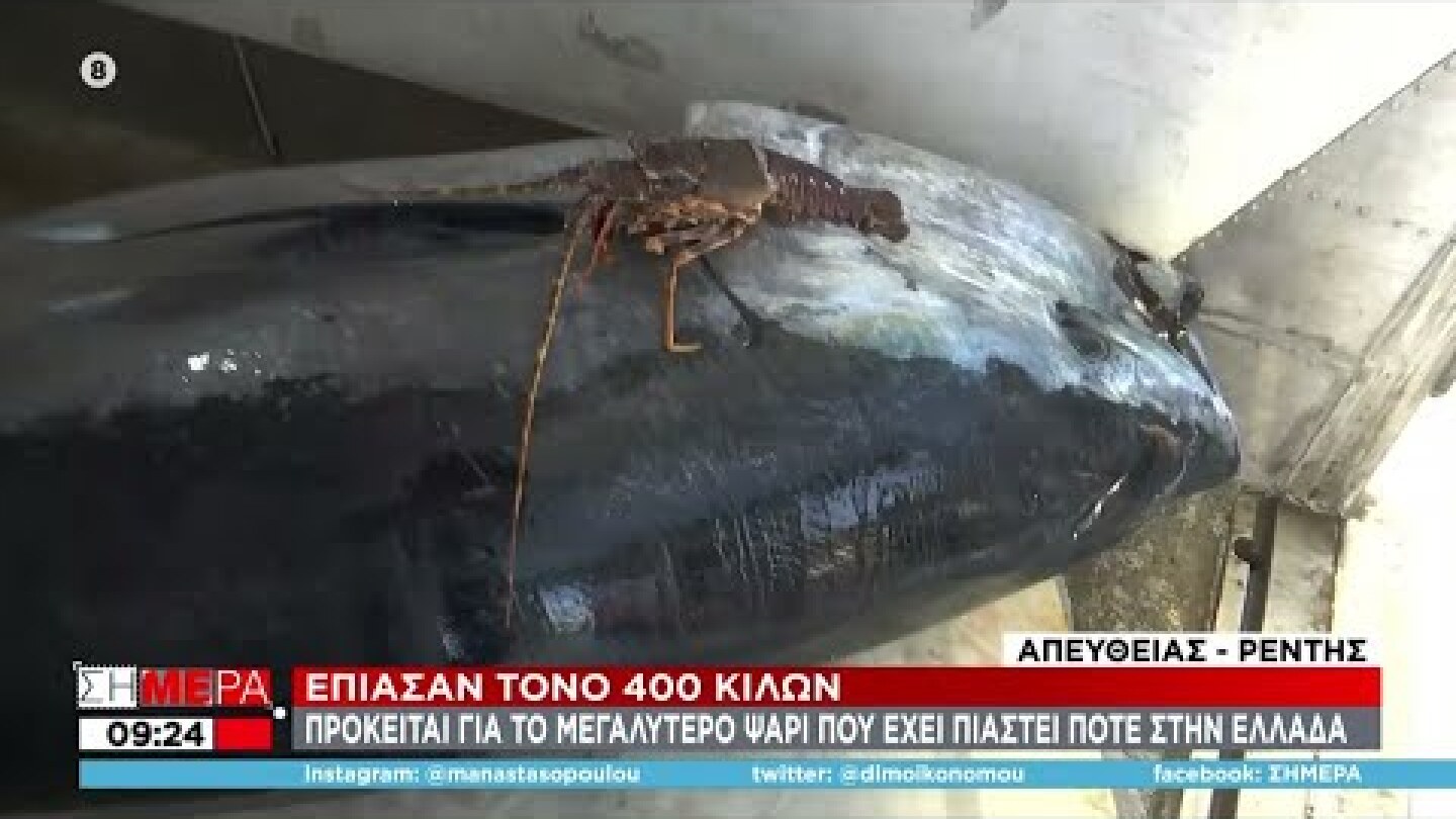 Έπιασαν τόνο 400 κιλών - Πρόκειται για το μεγαλύτερο ψάρι που έχει πιαστεί ποτέ στην Ελλάδα