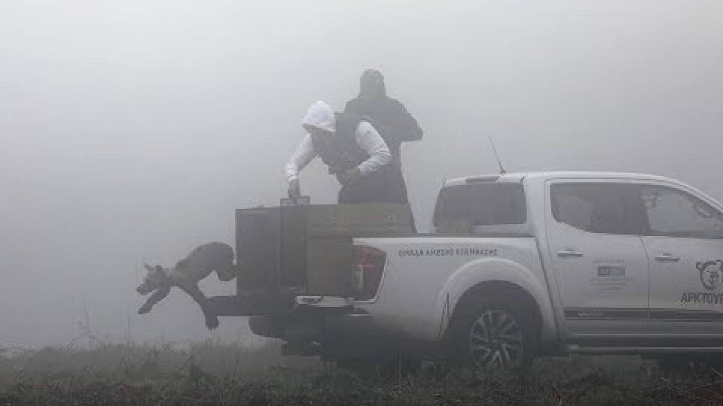 Επιχείρηση επανένταξης 5 ορφανών αρκούδων