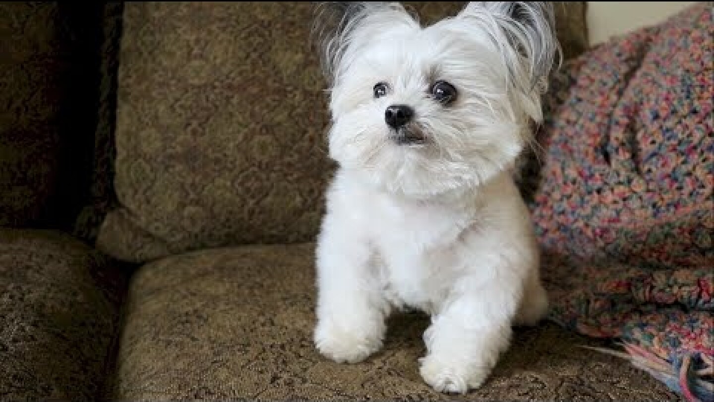 when Norbert realizes he's getting a second treat.....priceless