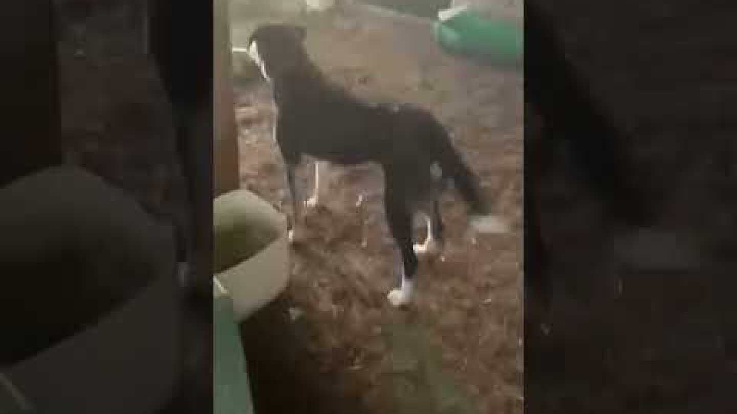 Σοκ στην Κρήτη: Ζώα πεθαίνουν αβοήθητα – Βαρύτατες καταγγελίες για φρίκη και εγκατάλειψη