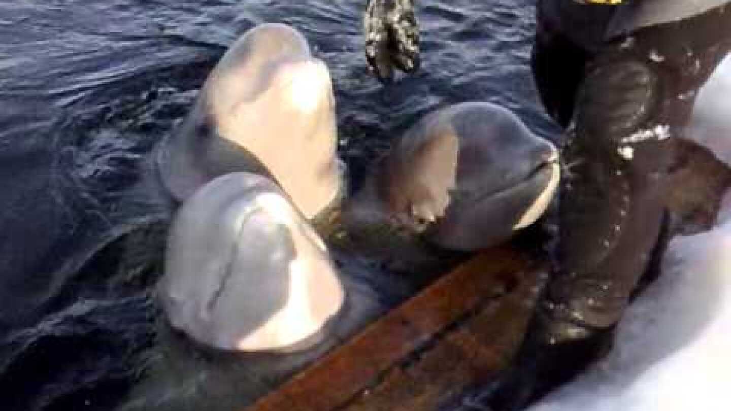 beluga whales singing - one that can't sing beautiful humour from nature