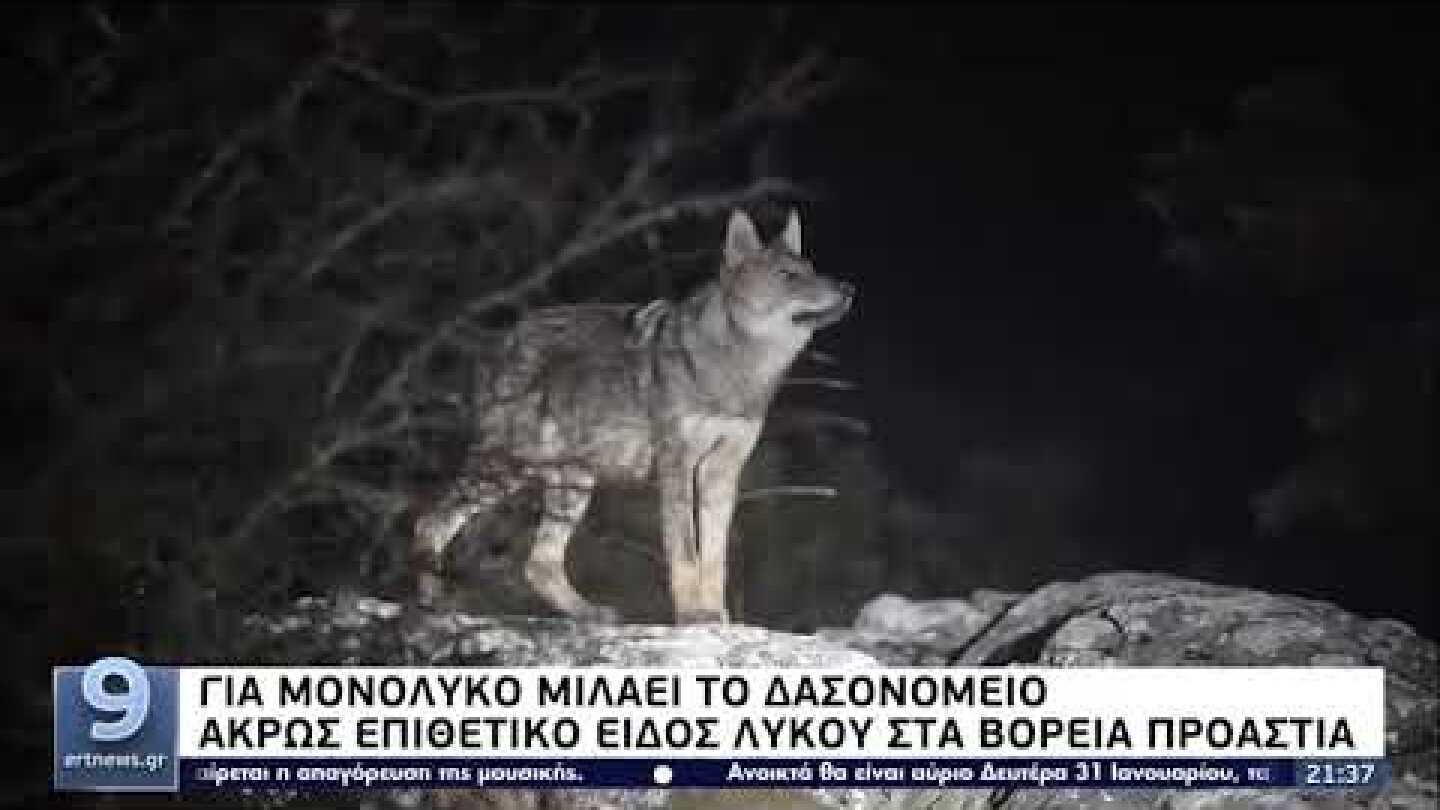 Επιθετικό είδος λύκου κατακρεούργησε δύο σκυλιά στον Διόνυσο | 30/01/2022 | ΕΡΤ