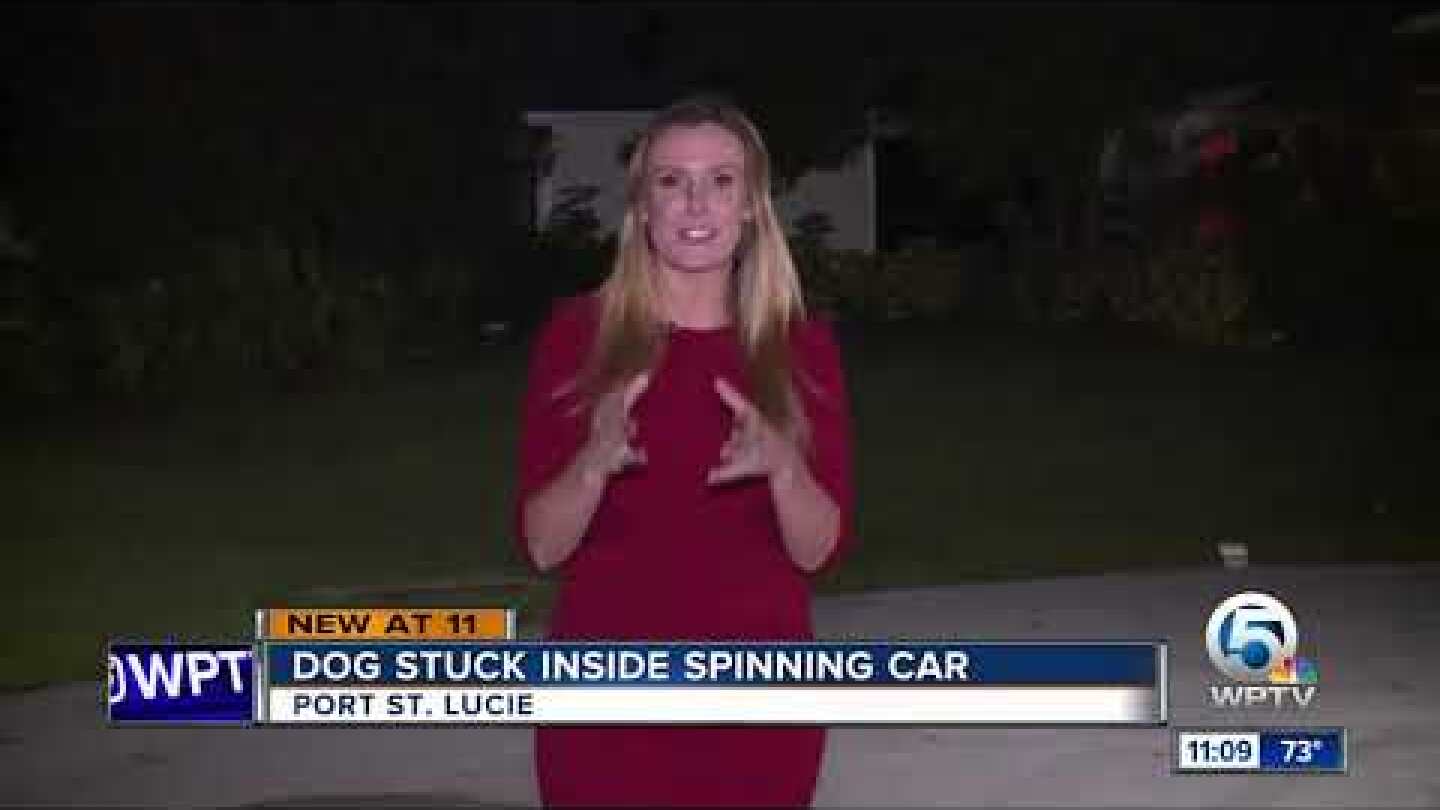 Dog stuck inside spinning car in Port St. Lucie