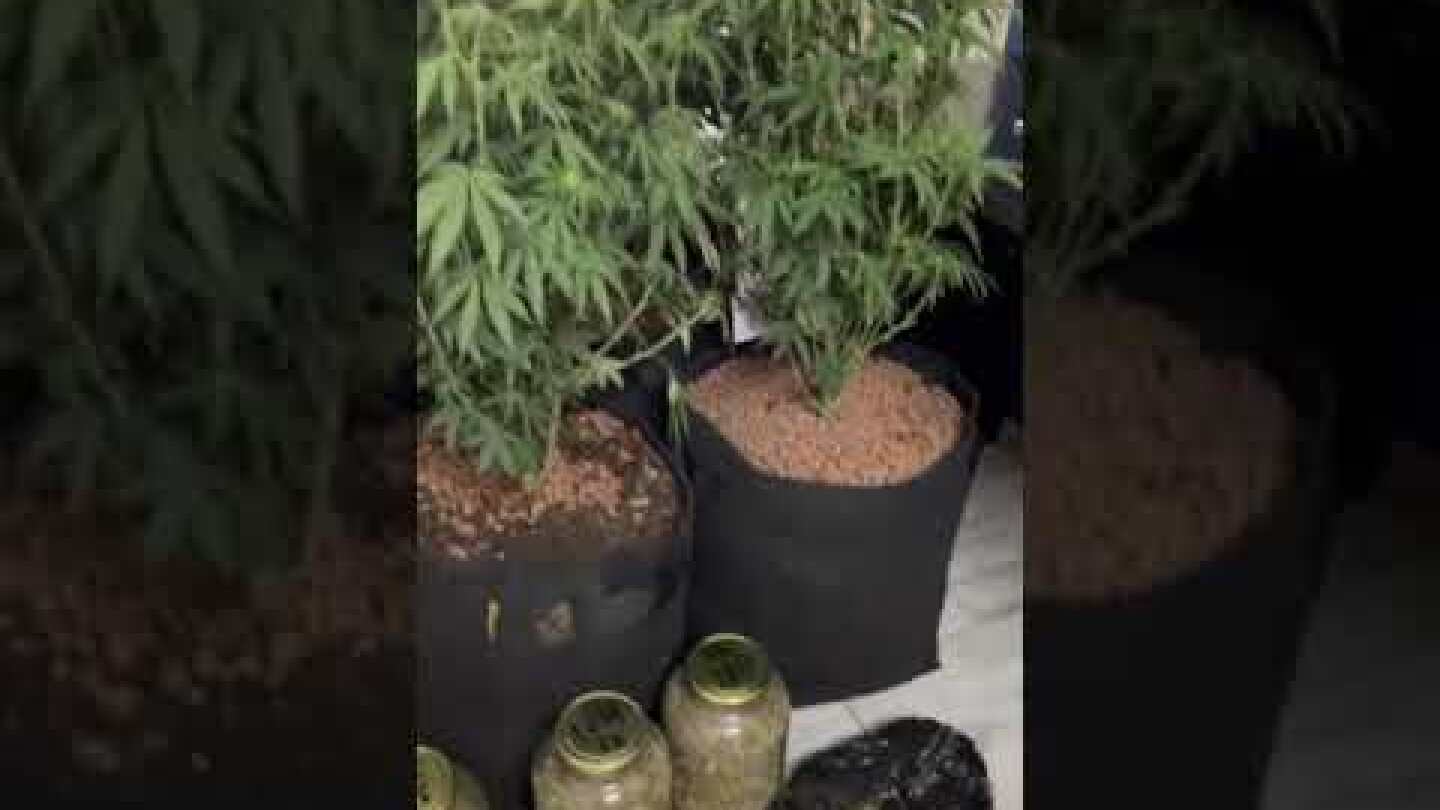 Συνελήφθησαν 2 άτομα για διακίνηση ναρκωτικών στην ευρύτερη περιοχή του Αγίου Παντελεήμονα