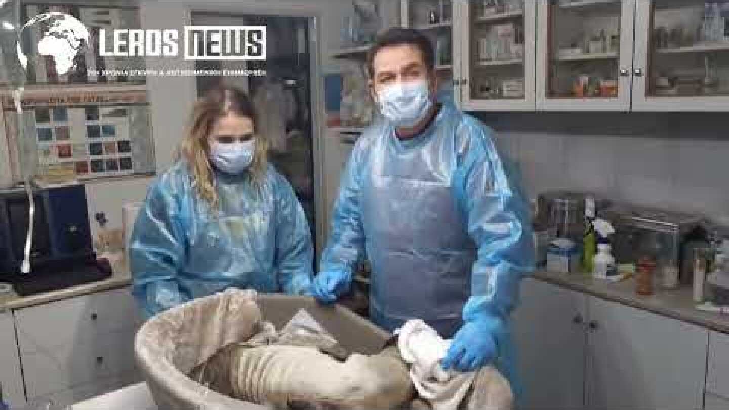 Λέρος: Διάσωση ετοιμοθάνατης φώκιας 30 ημερών - Αγώνας ζωής για να σωθεί