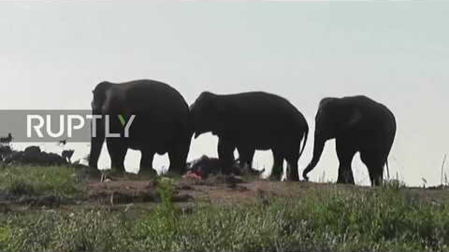 Sri Lanka: Elephants invade landfill and munch on trash
