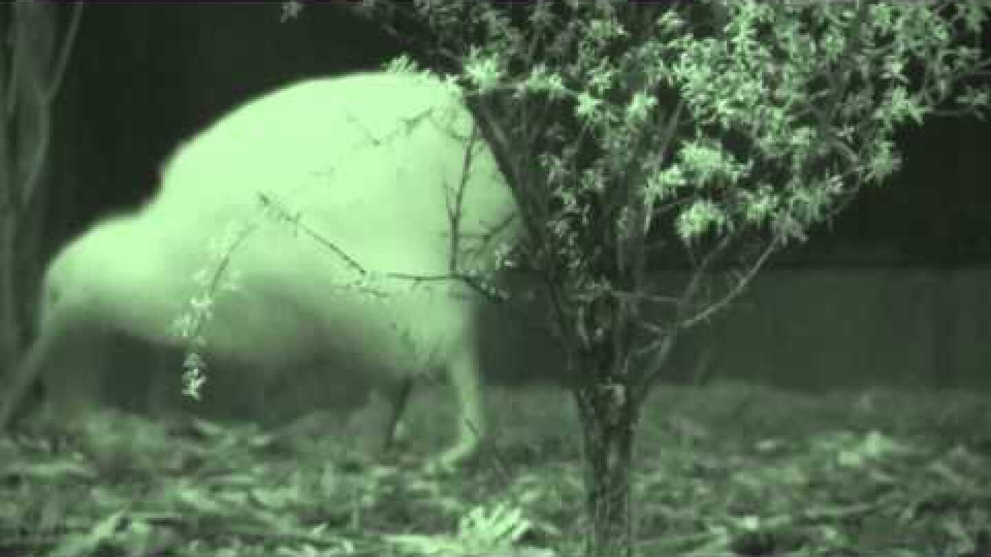 Manukura the Little White Kiwi