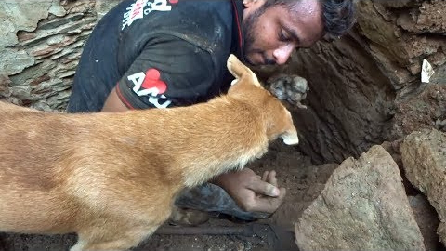 Mother dog helps rescuers dig for her buried puppies.