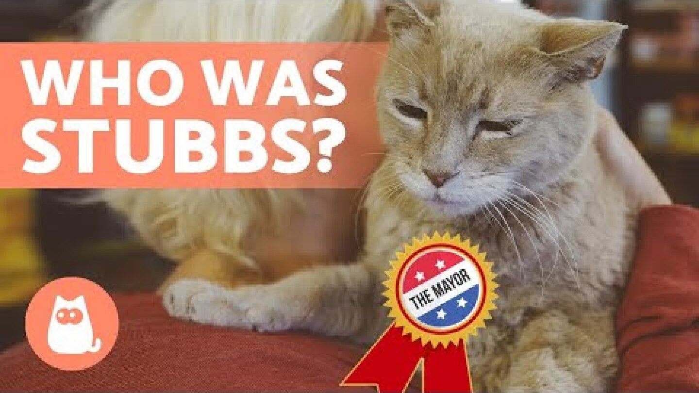 The CAT That Became a MAYOR in ALASKA 🐱🏛️ (Stubbs)