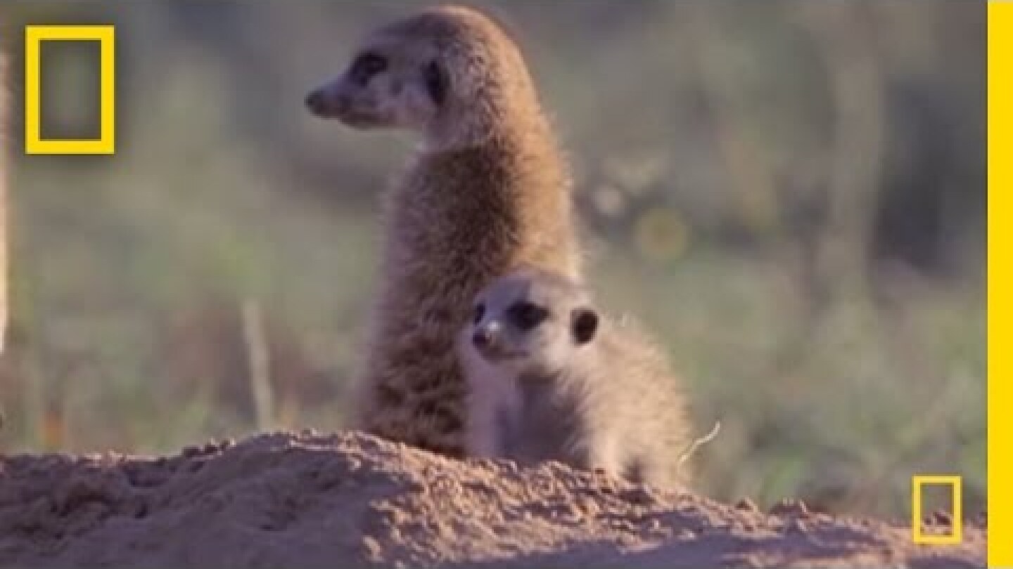 Meerkat Mischief | National Geographic