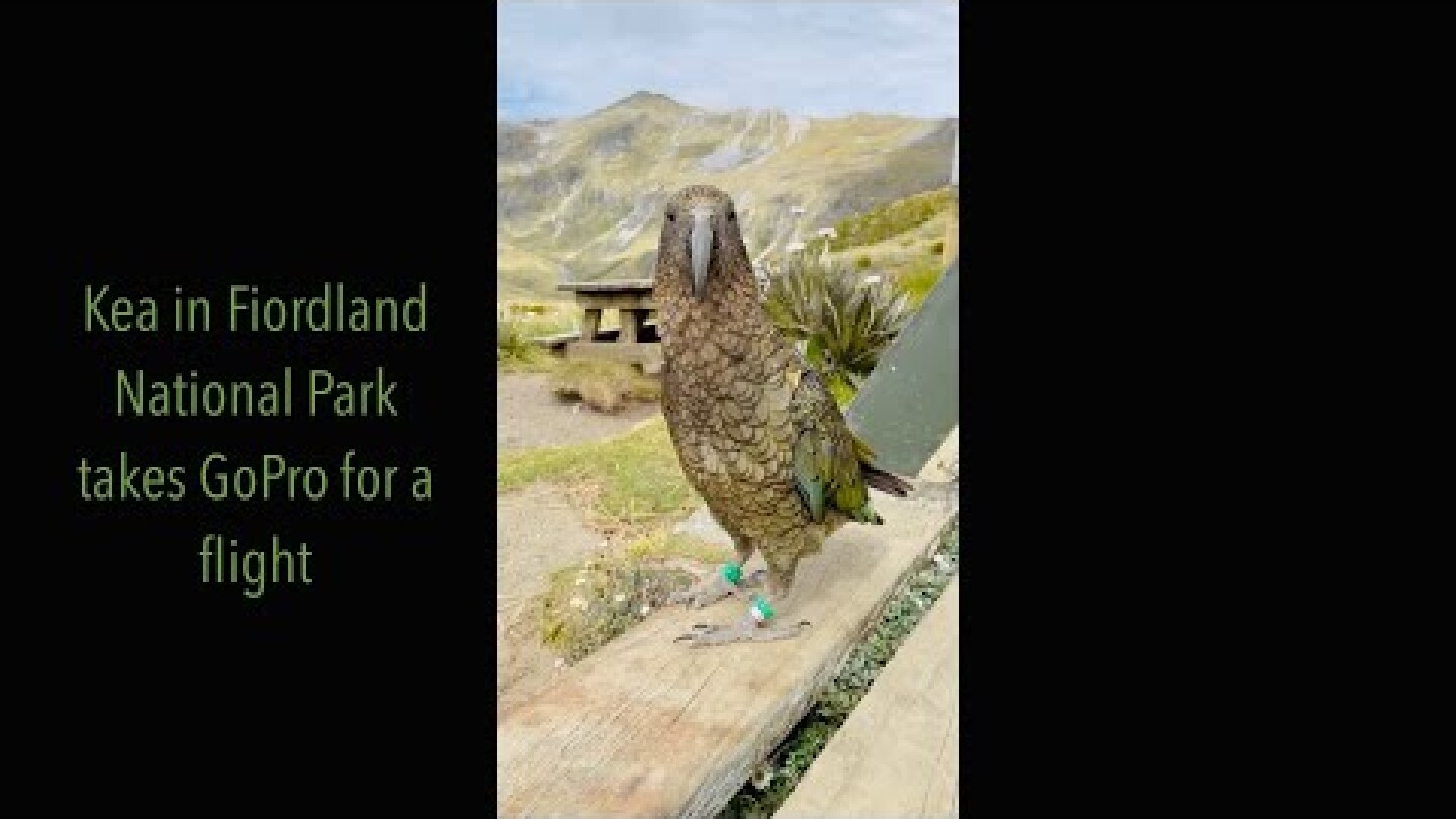 Kea Flies away with GoPro