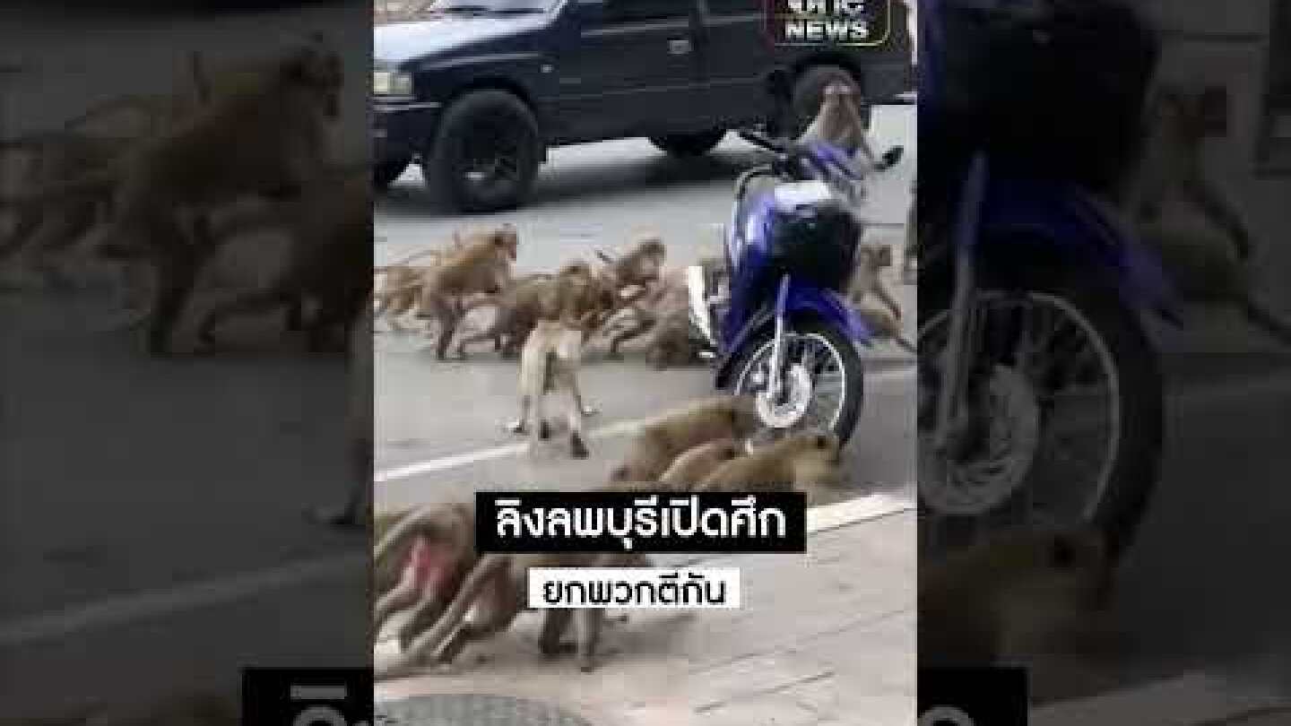 #ลิงลพบุรี ยกพวกตีกัน | สำนักข่าววันนิวส์