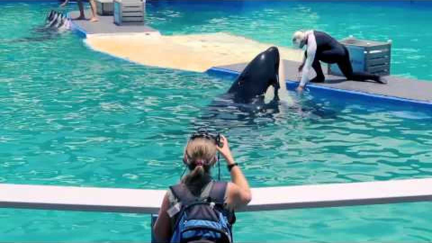 A Day in the Life of Lolita, the Performing Orca