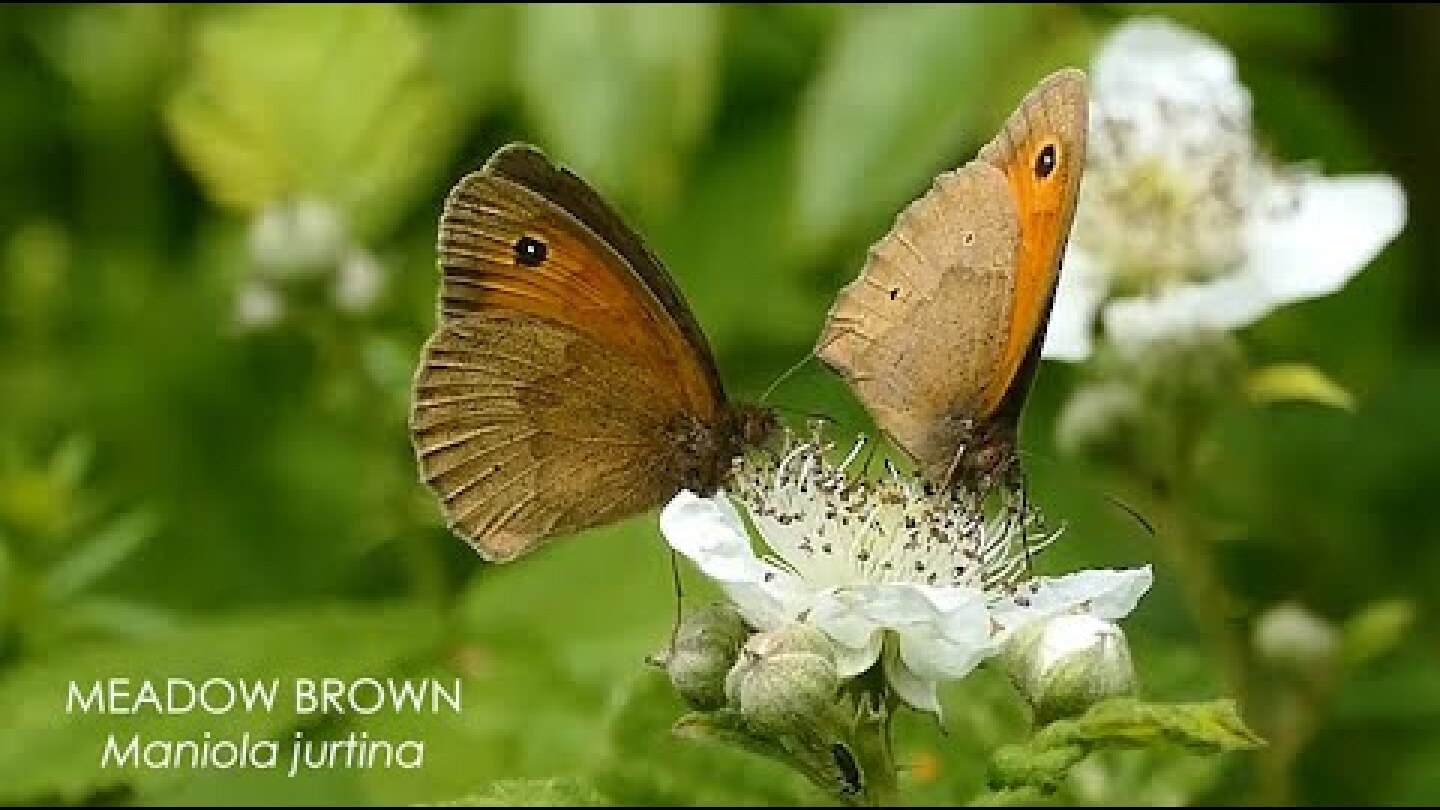 The Meadow Brown butterfly