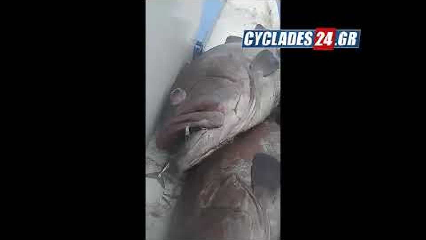 Σίφνος: Τεράστιες ψαριές... στην Σίφνο! Έπιασε 2 βλάχους ο Σιφνιός Ψαράς!