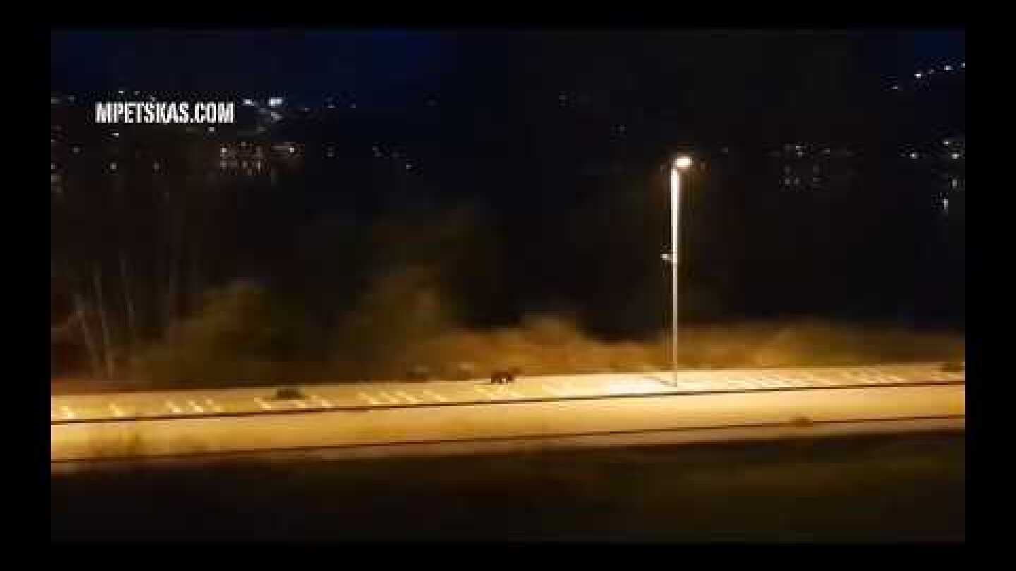 Αρκούδες κυκλοφορούν στην Καστοριά εν μέσω καραντίνας