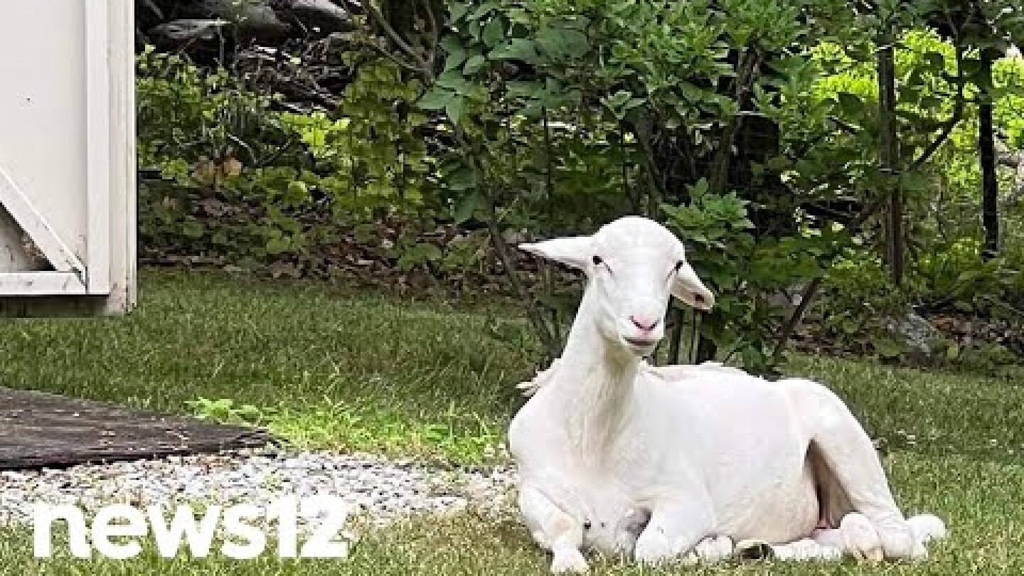‘Waldo’ the runaway Washingtonville sheep safe after escaping slaughter, rescuers say  | News 12